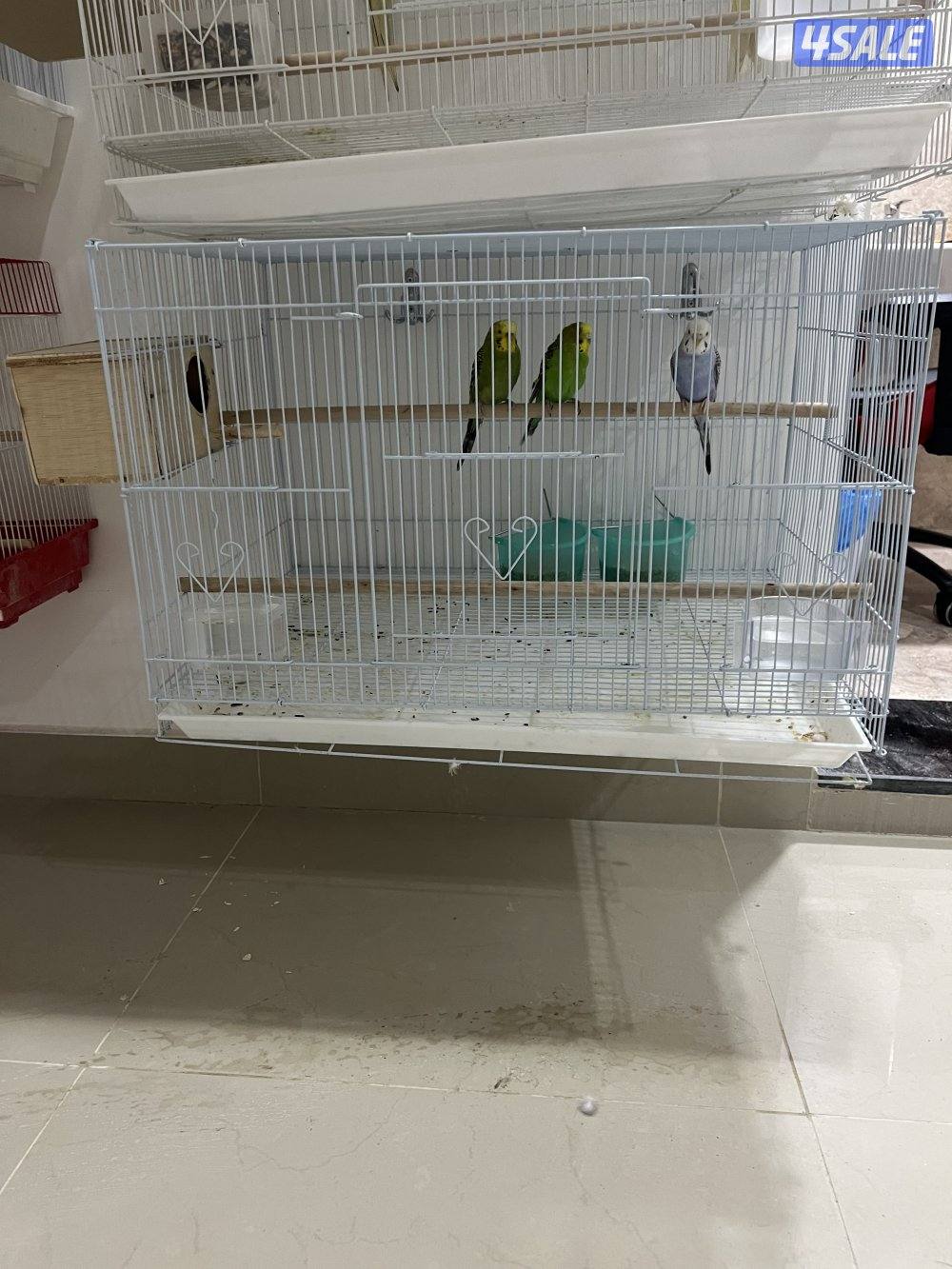 للبيع بادجي وزيبرا شوف الوصف3