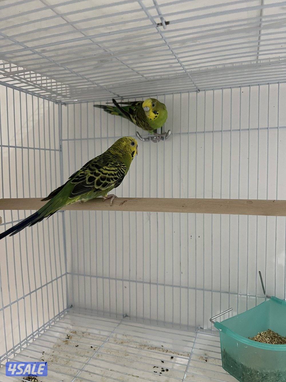 للبيع بادجي وزيبرا شوف الوصف4