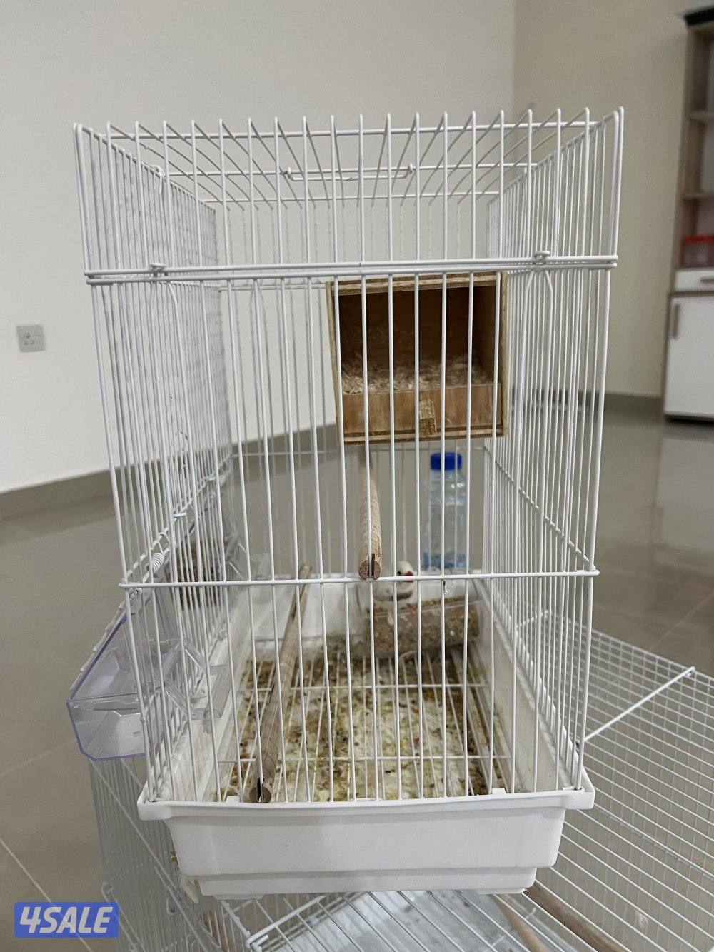 للبيع بادجي وزيبرا شوف الوصف5