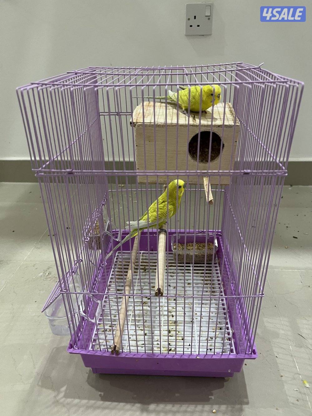 للبيع بادجي وزيبرا شوف الوصف6