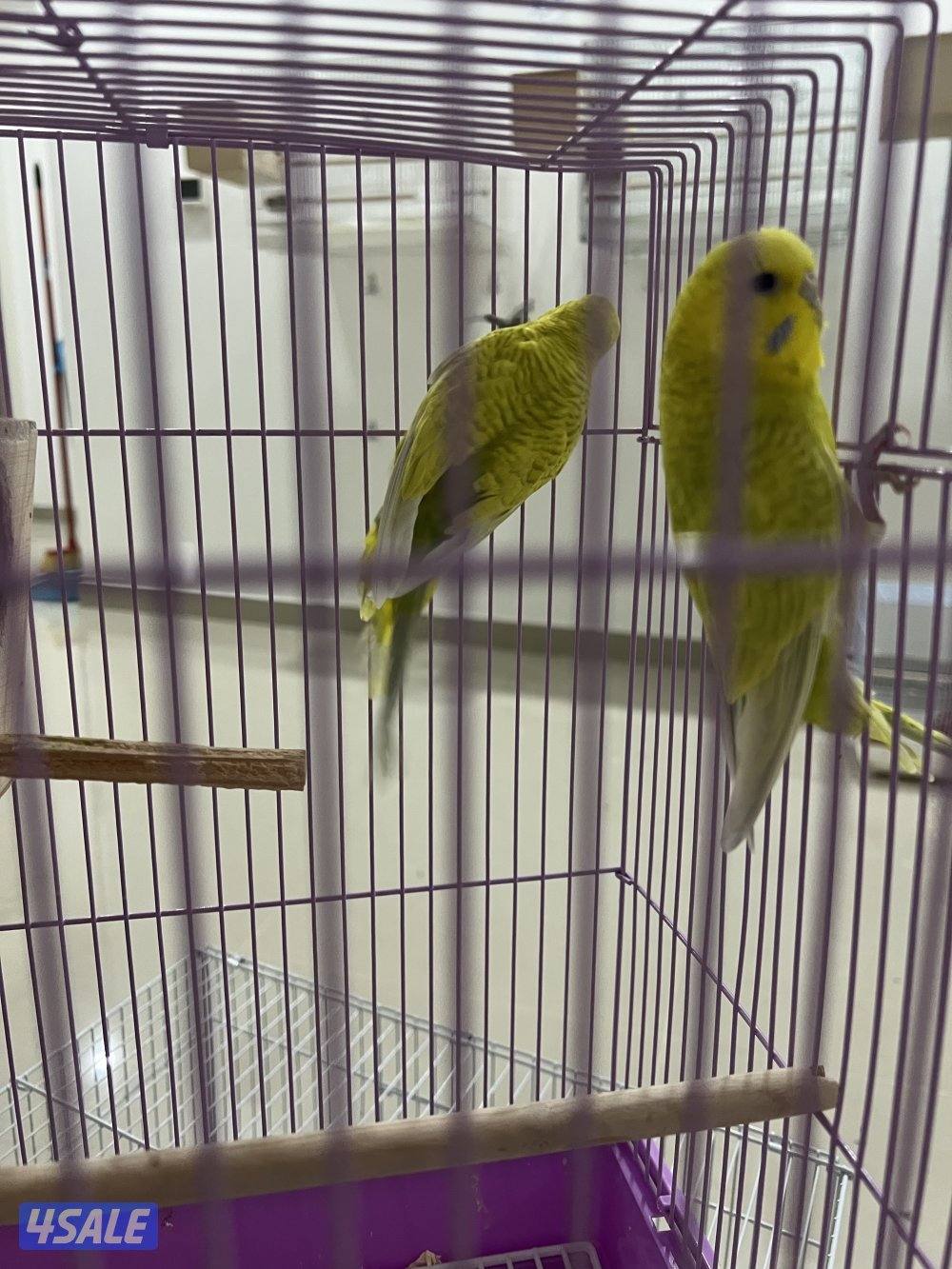 للبيع بادجي وزيبرا شوف الوصف7