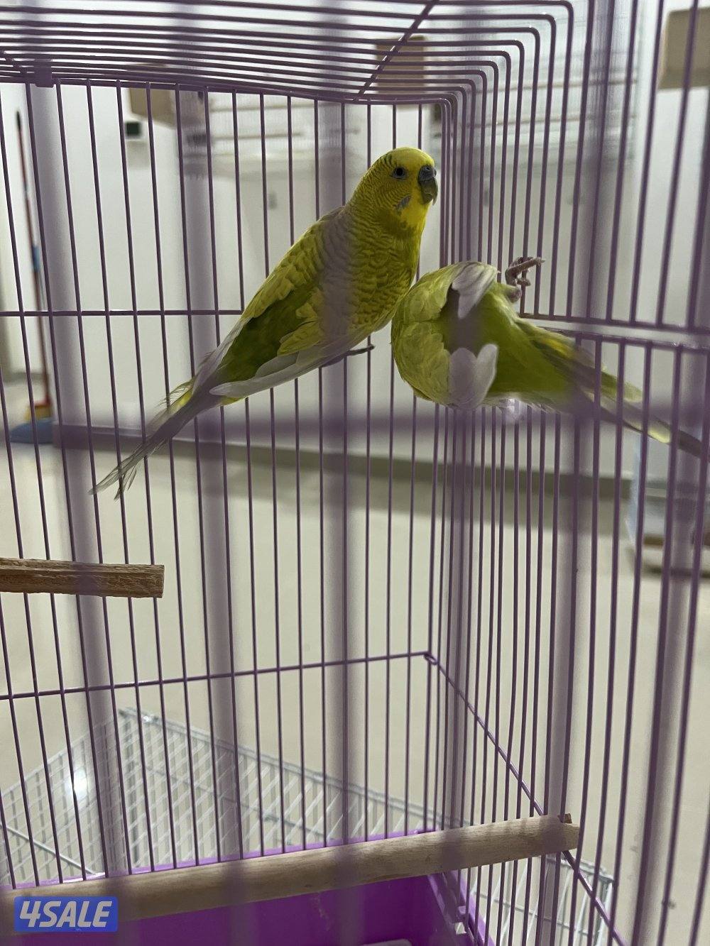 للبيع بادجي وزيبرا شوف الوصف8