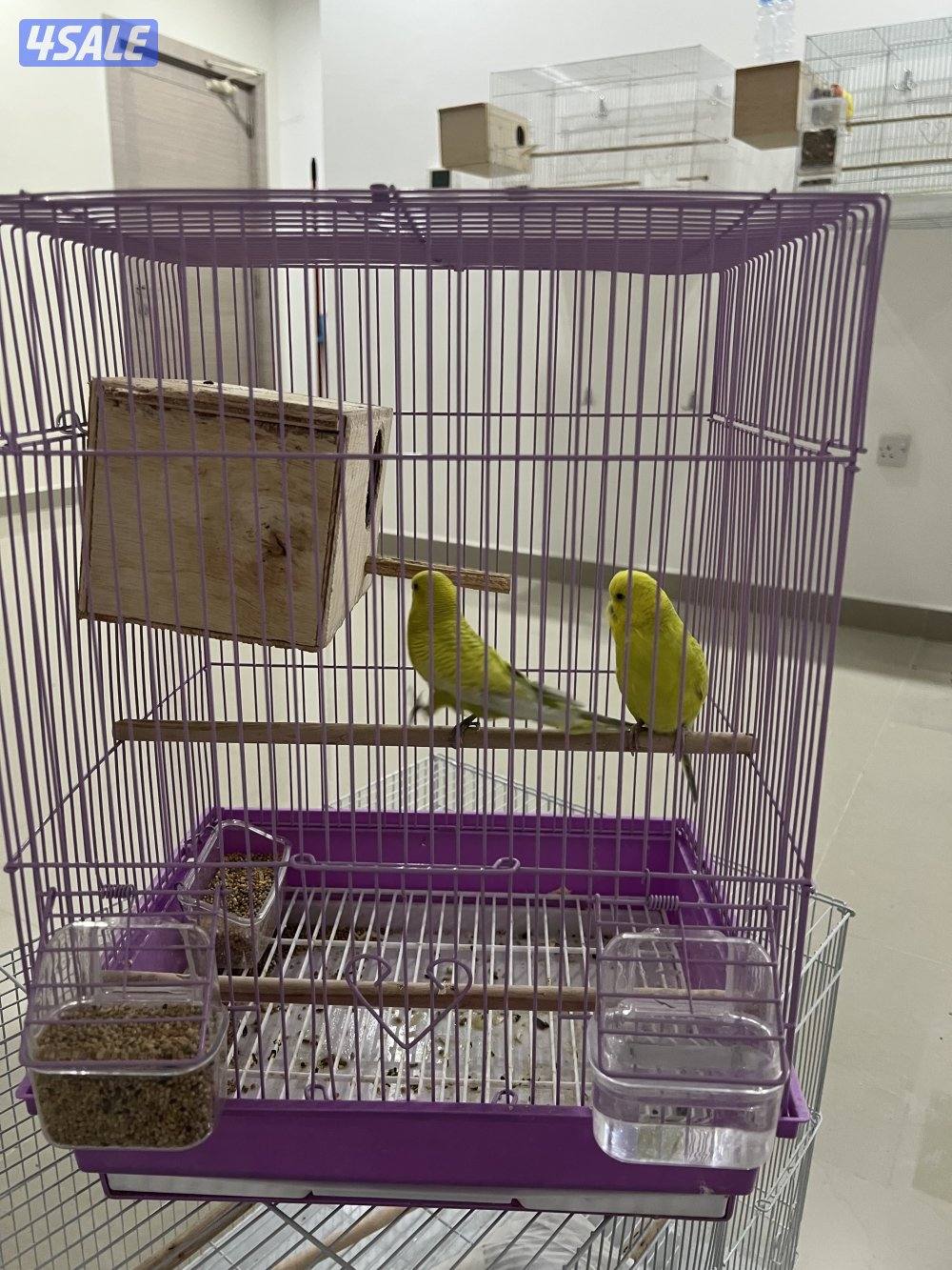 للبيع بادجي وزيبرا شوف الوصف10