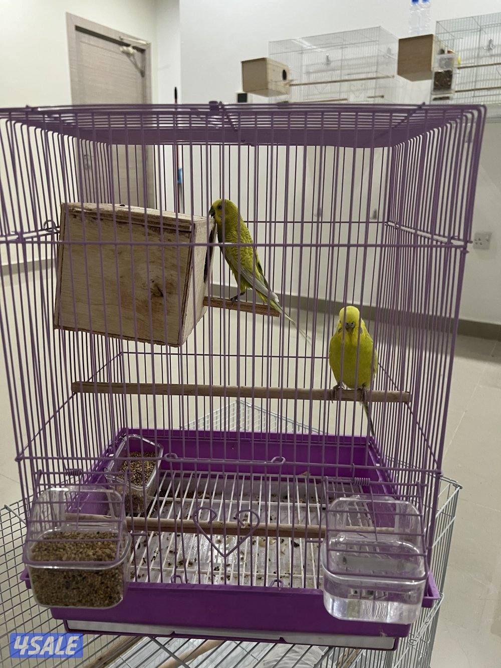 للبيع بادجي وزيبرا شوف الوصف11