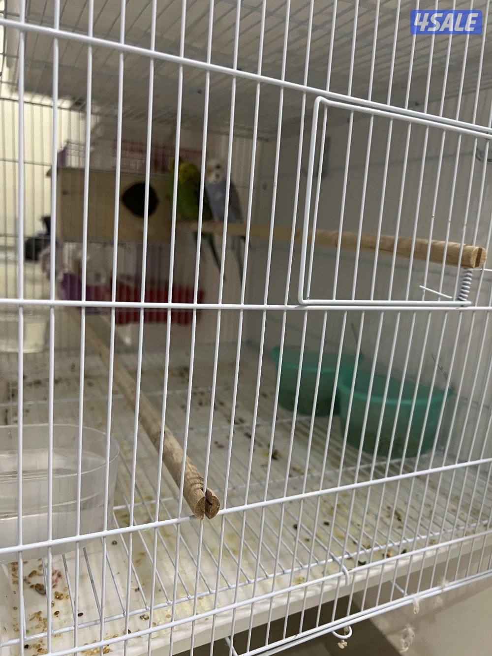 للبيع بادجي وزيبرا شوف الوصف12