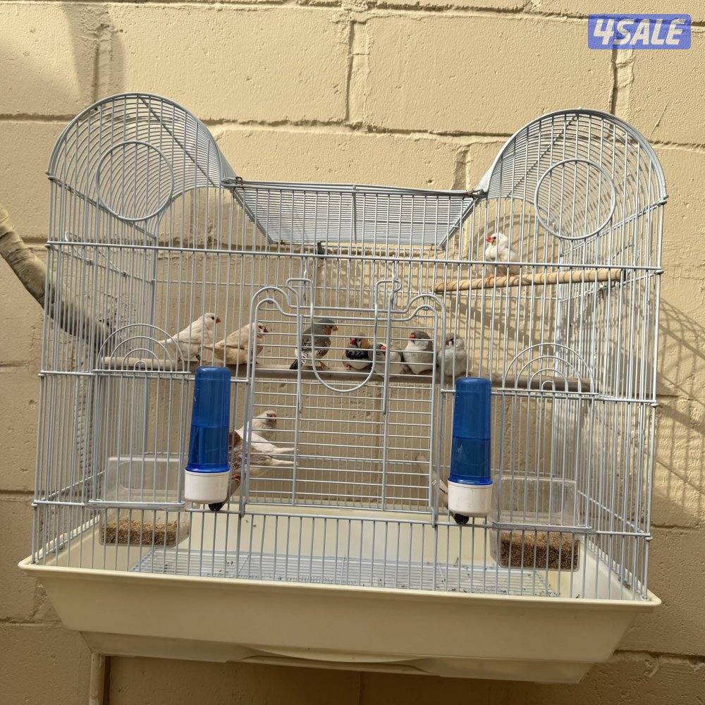 زيبرا هولندي ١١ حبه4