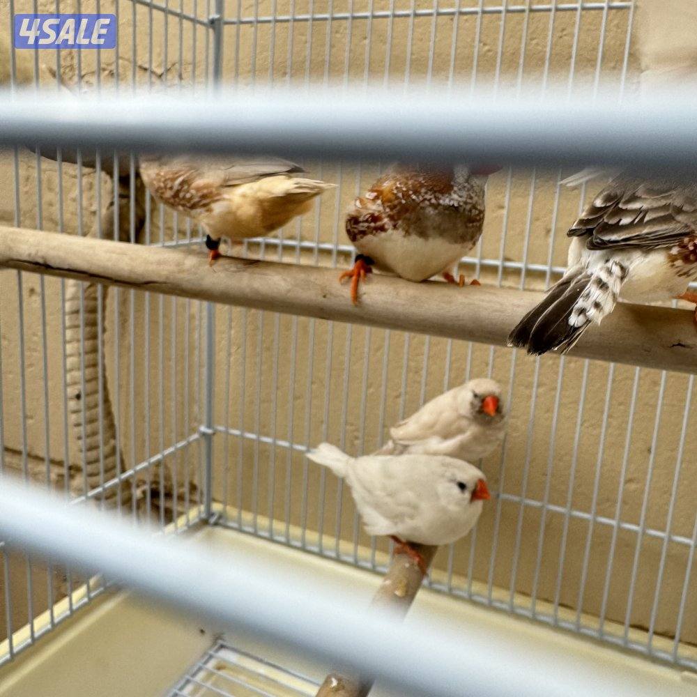 زيبرا هولندي ١١ حبه5