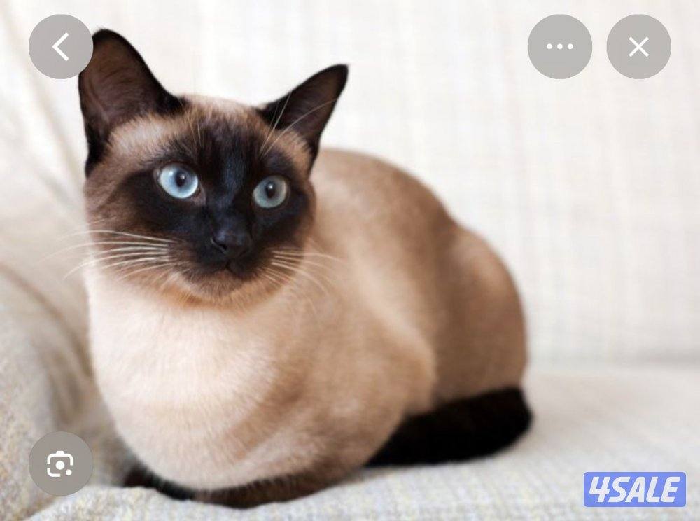 مطلوب قطه سيامي0