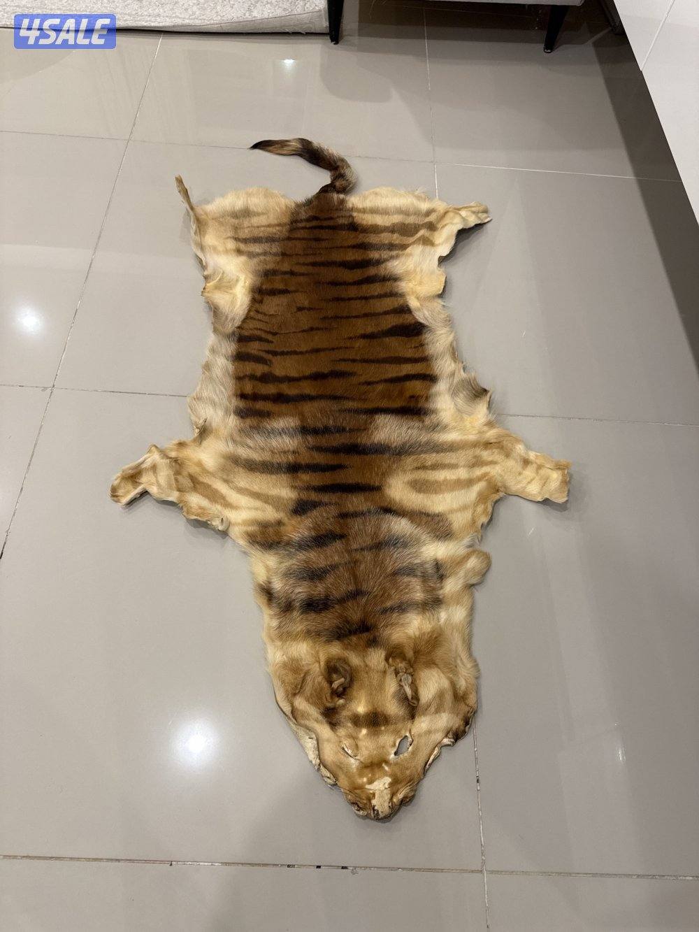 جلد قط بري بحالة ممتازة0