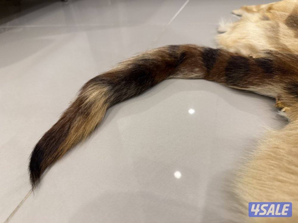 جلد قط بري بحالة ممتازة1