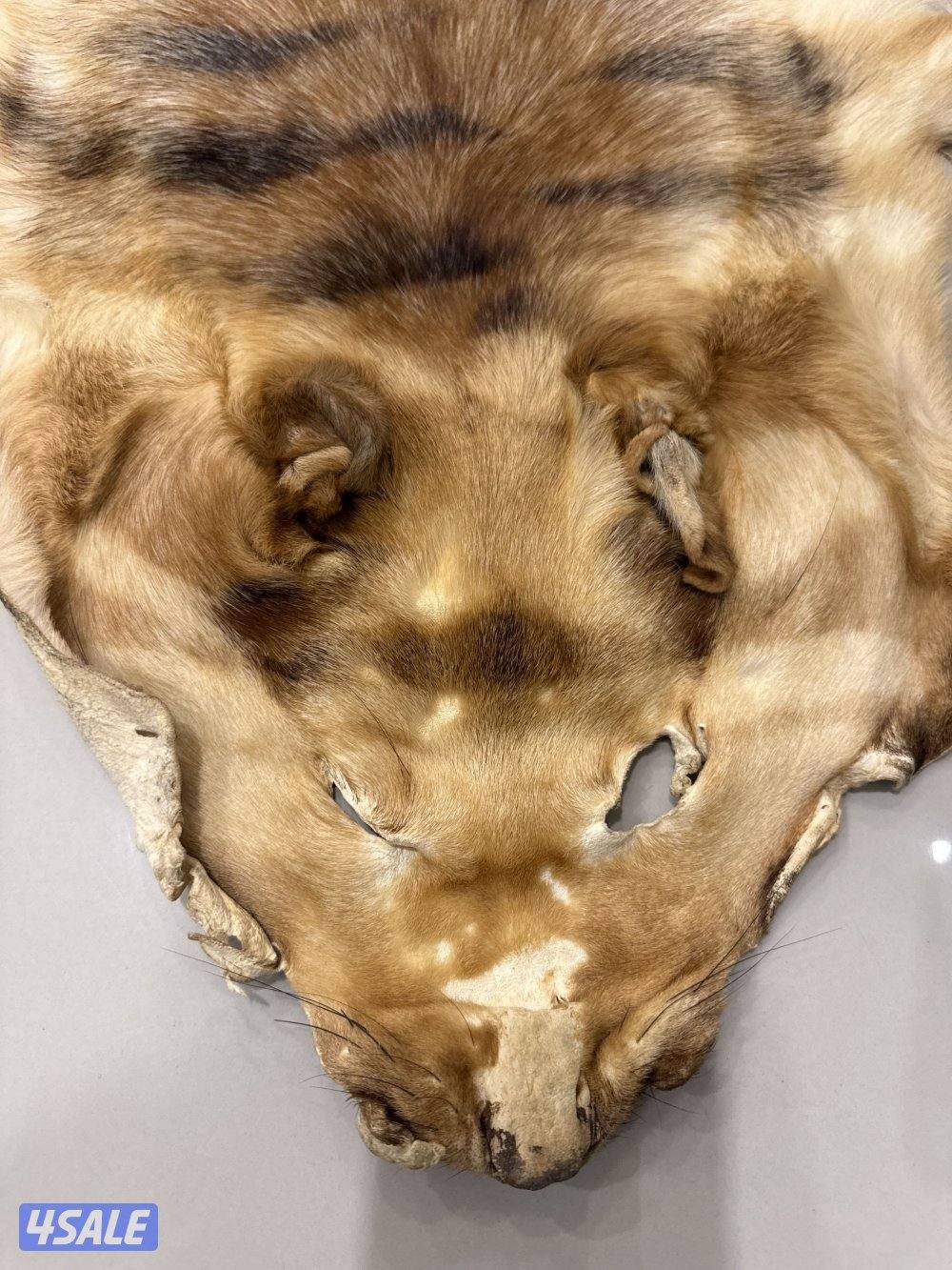 جلد قط بري بحالة ممتازة2