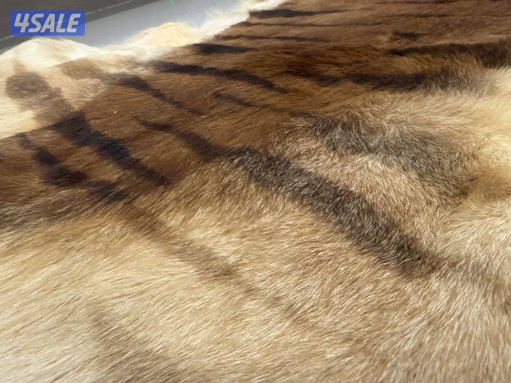 جلد قط بري بحالة ممتازة3