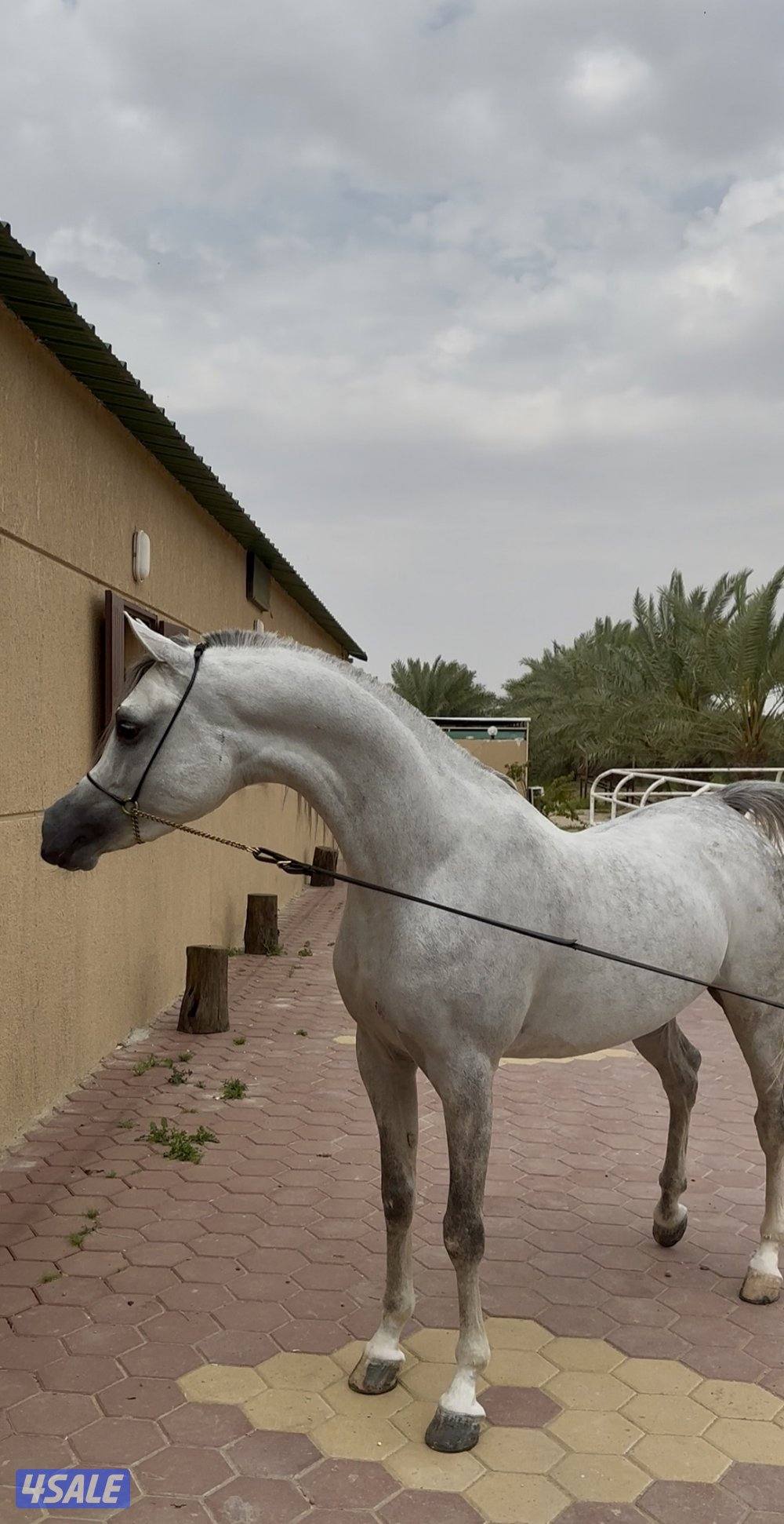 حصان شو سوبر بطل و معسوف0