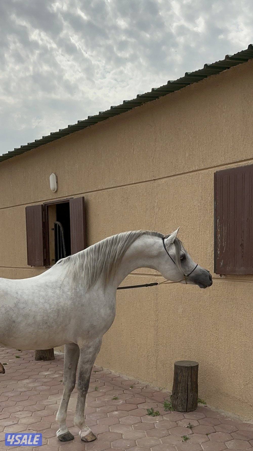 حصان شو سوبر بطل و معسوف1