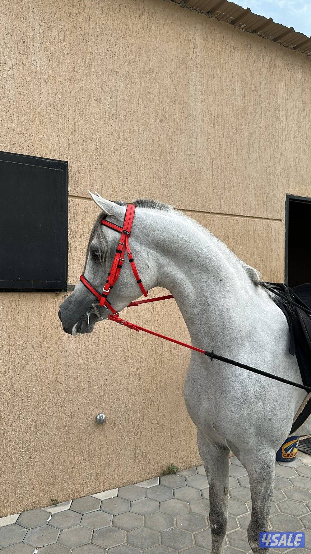 حصان شو سوبر بطل و معسوف2