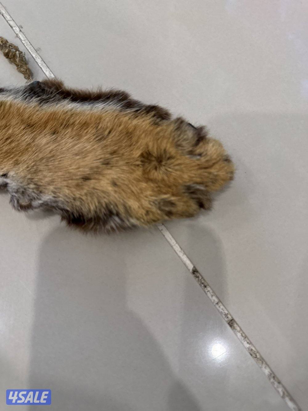 جلد حيوان جلد سيرفال أصلي (Serval Wild Cat) نادر وفرو جميل1