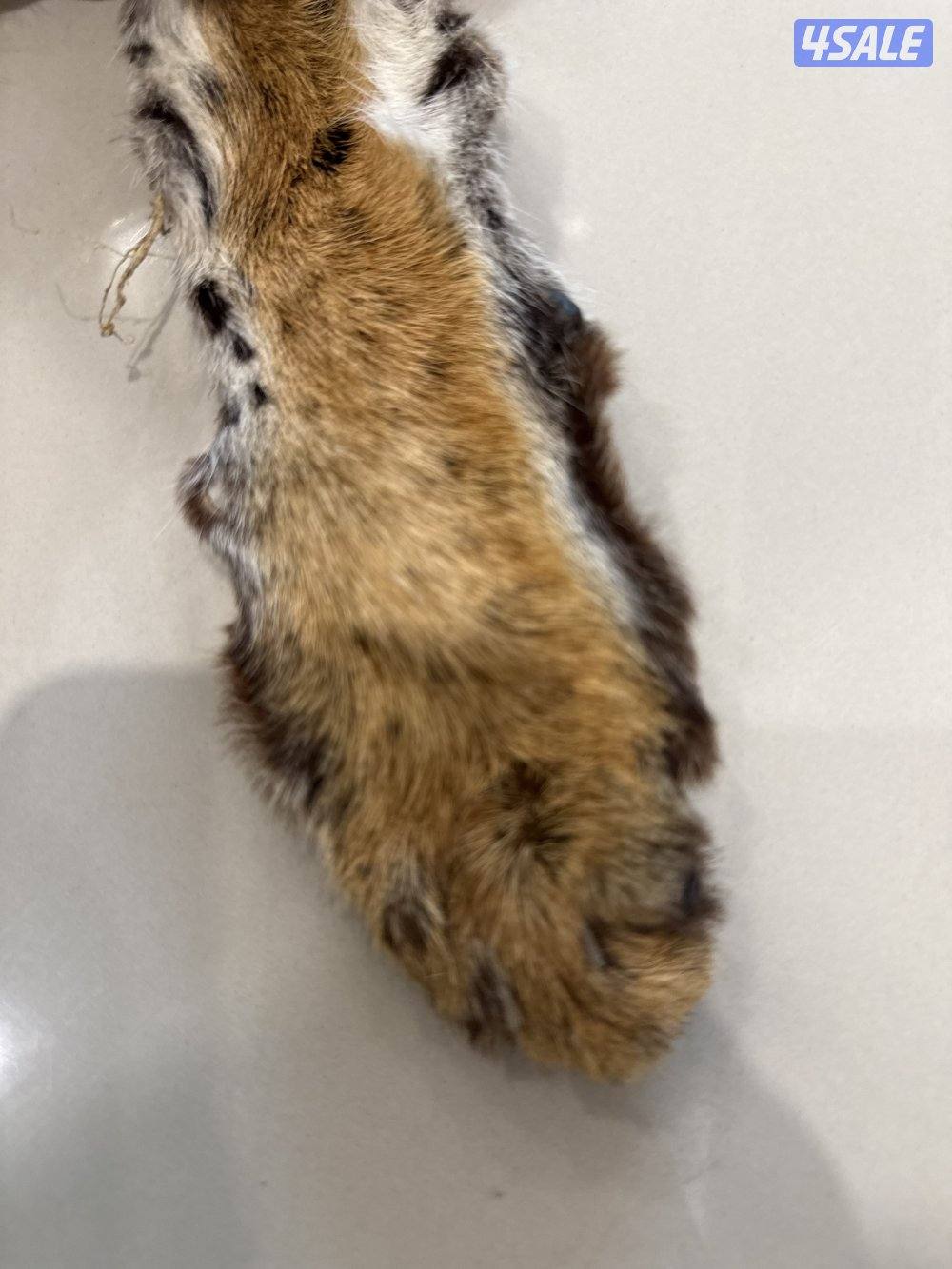 جلد حيوان جلد سيرفال أصلي (Serval Wild Cat) نادر وفرو جميل2