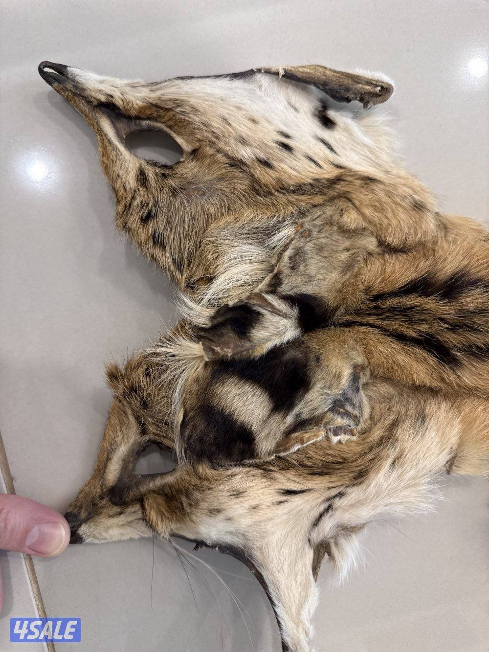 جلد حيوان جلد سيرفال أصلي (Serval Wild Cat) نادر وفرو جميل3