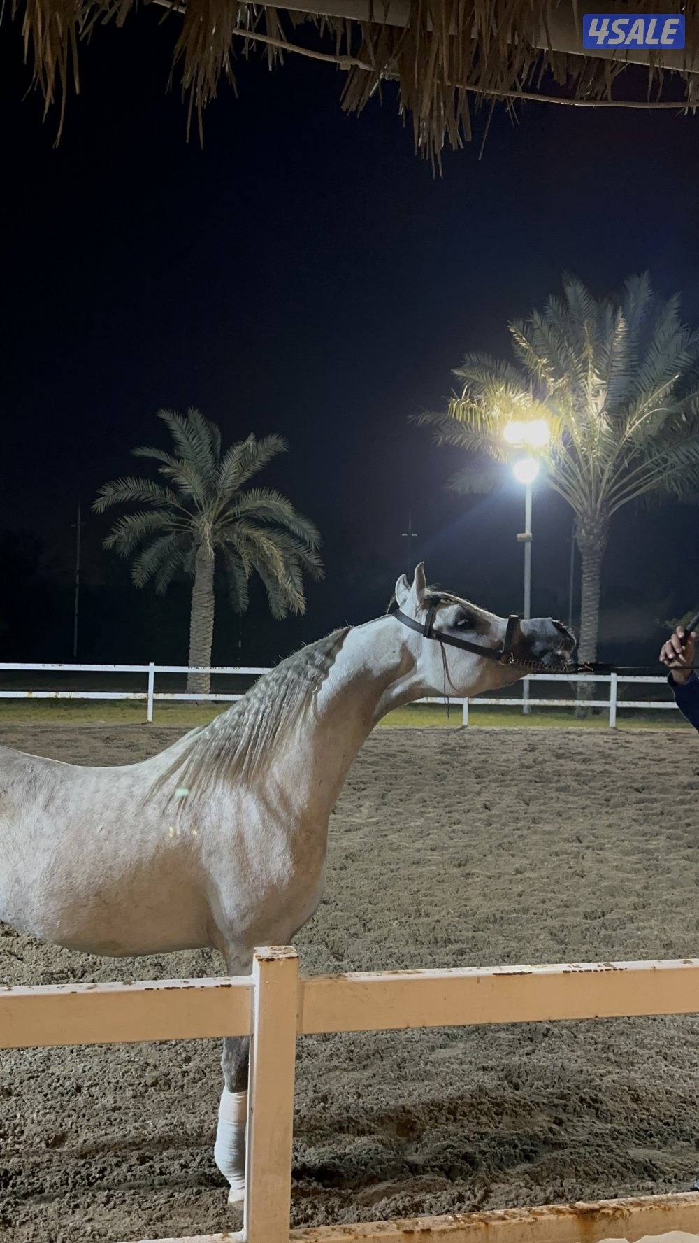 حصان شو سوبر بطل و معسوف4