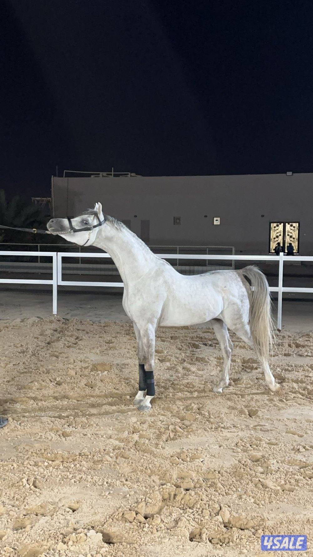 حصان شو سوبر بطل و معسوف5