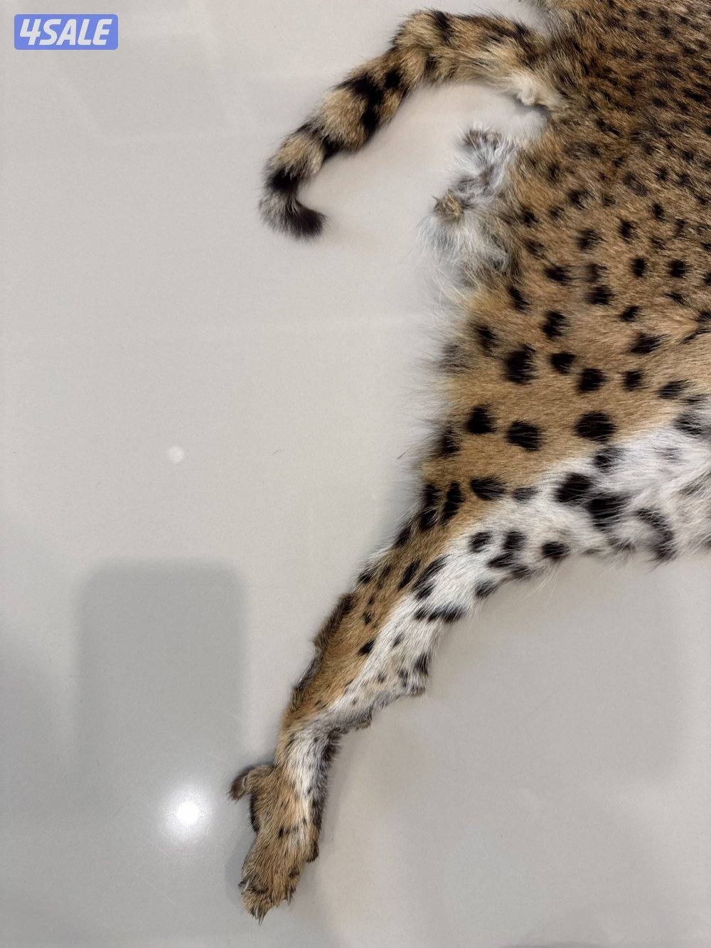 جلد حيوان جلد سيرفال أصلي (Serval Wild Cat) نادر وفرو جميل5