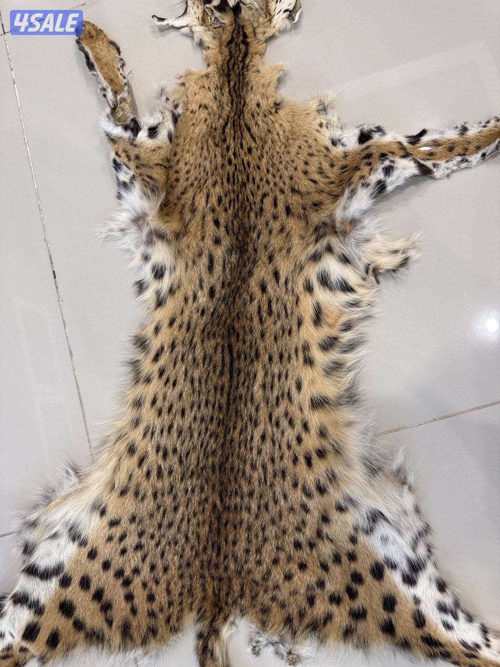 جلد حيوان جلد سيرفال أصلي (Serval Wild Cat) نادر وفرو جميل6
