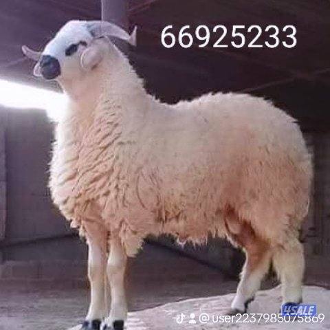 قصاب🐏ذبح  قصاب🐏جزار دبايح ماشيه مواشي للبيع  خدمة الذبح0