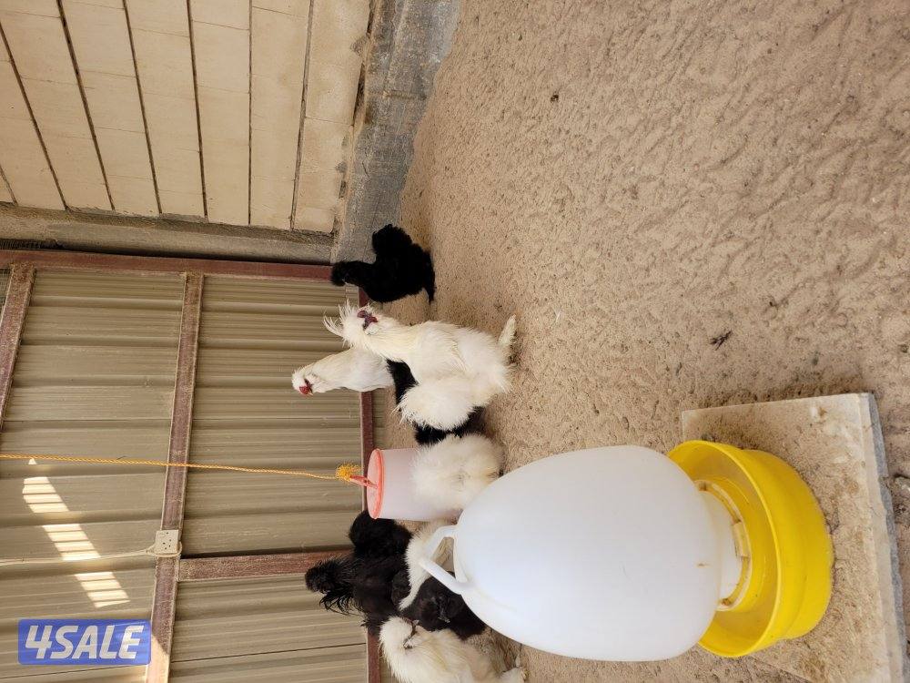 زوج  دجاج سلكي امريكي10