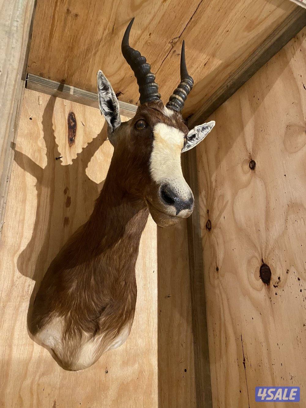 رأس محنط (غزال blesbok ) يعتبر من أجمل وأكبر انواع الظباء تحنيط ممتاز0