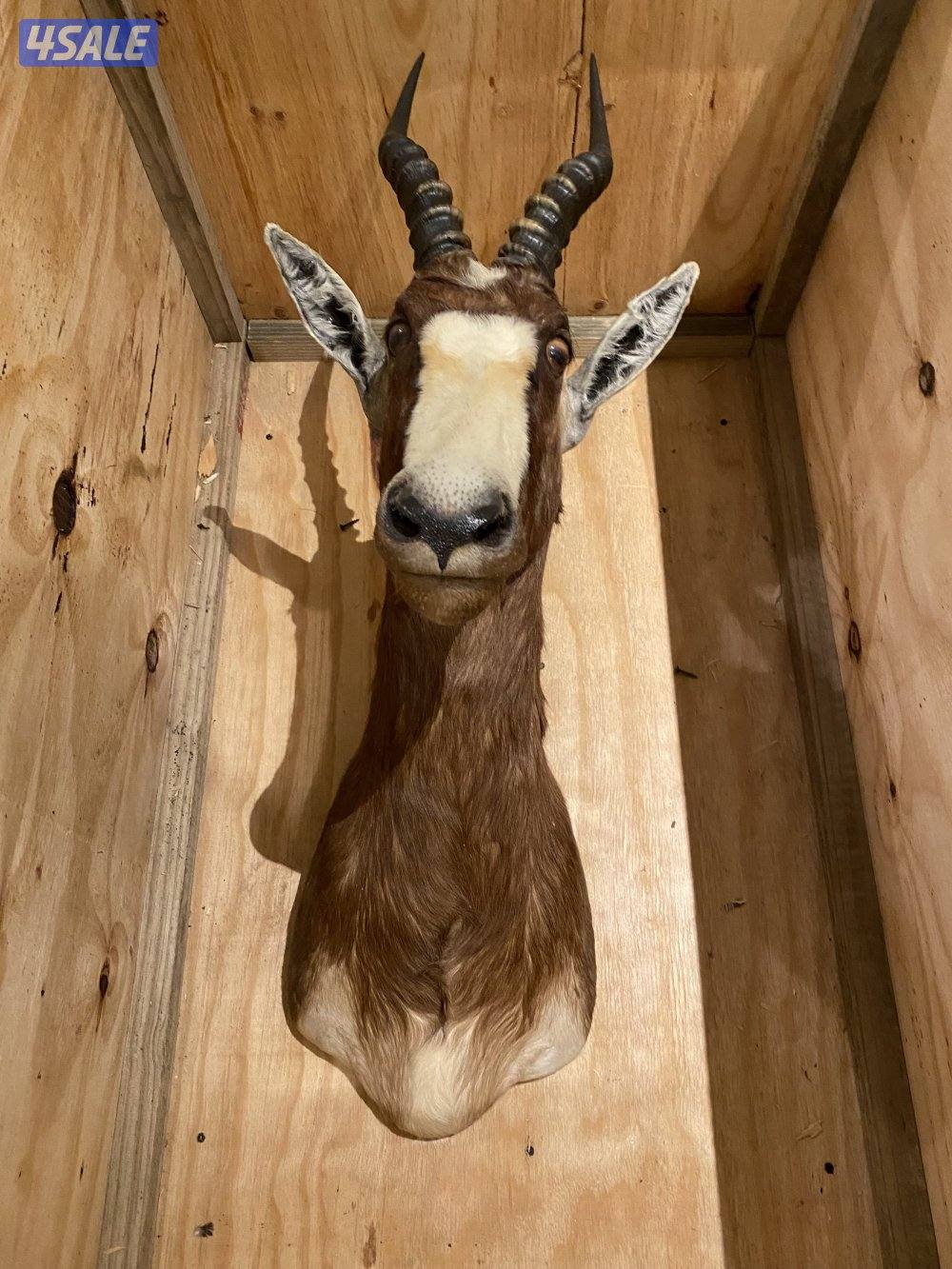 رأس محنط (غزال blesbok ) يعتبر من أجمل وأكبر انواع الظباء تحنيط ممتاز1