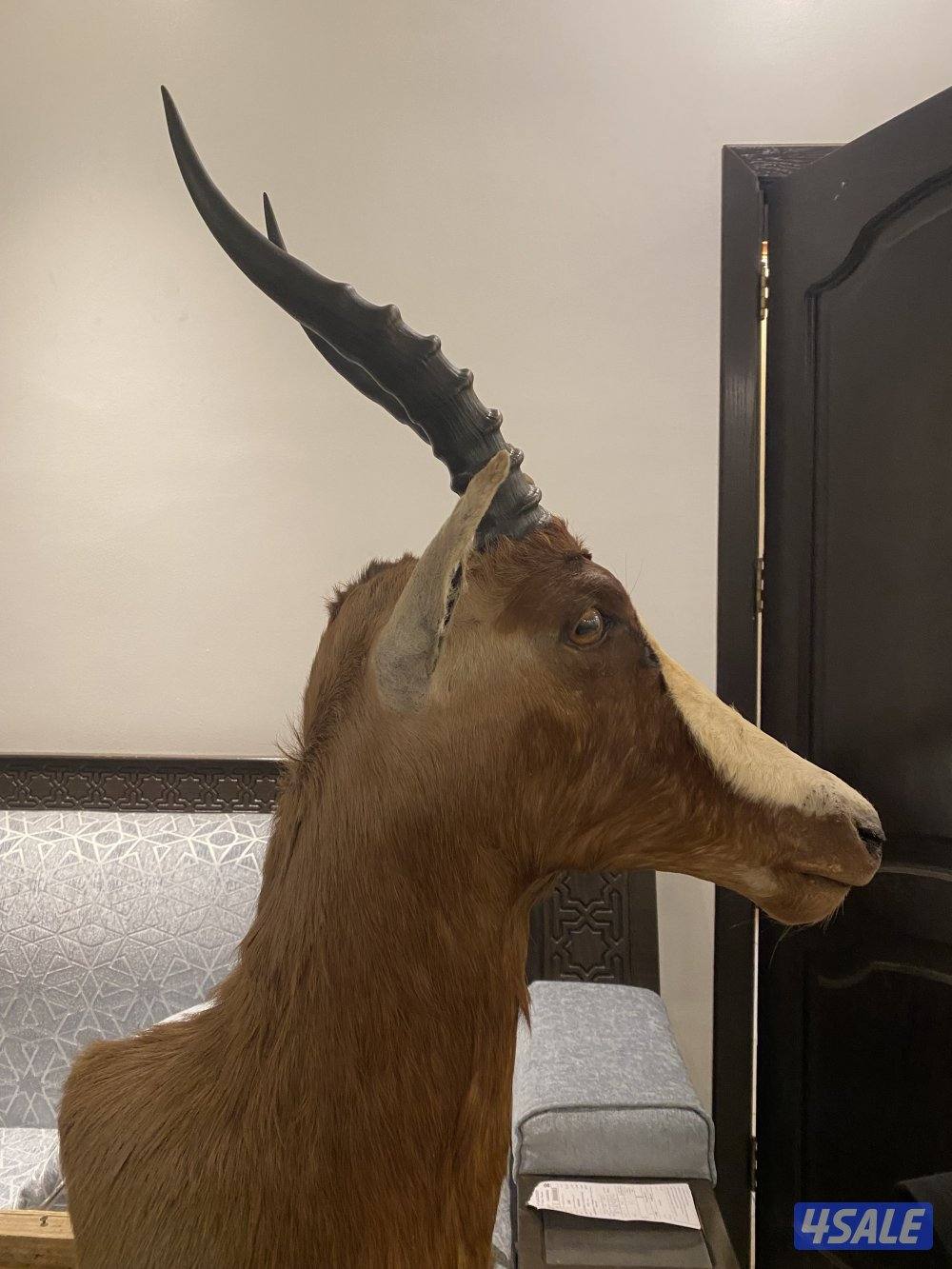 رأس محنط (غزال blesbok ) يعتبر من أجمل وأكبر انواع الظباء تحنيط ممتاز2