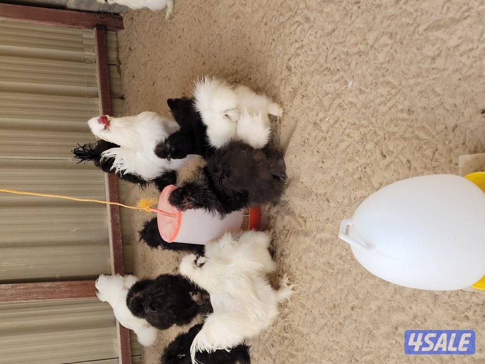 زوج  دجاج سلكي امريكي11