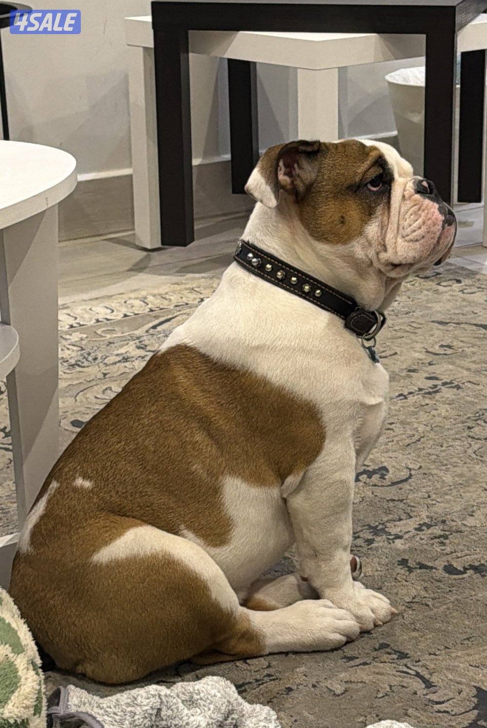 البيع برتش بولدوق0