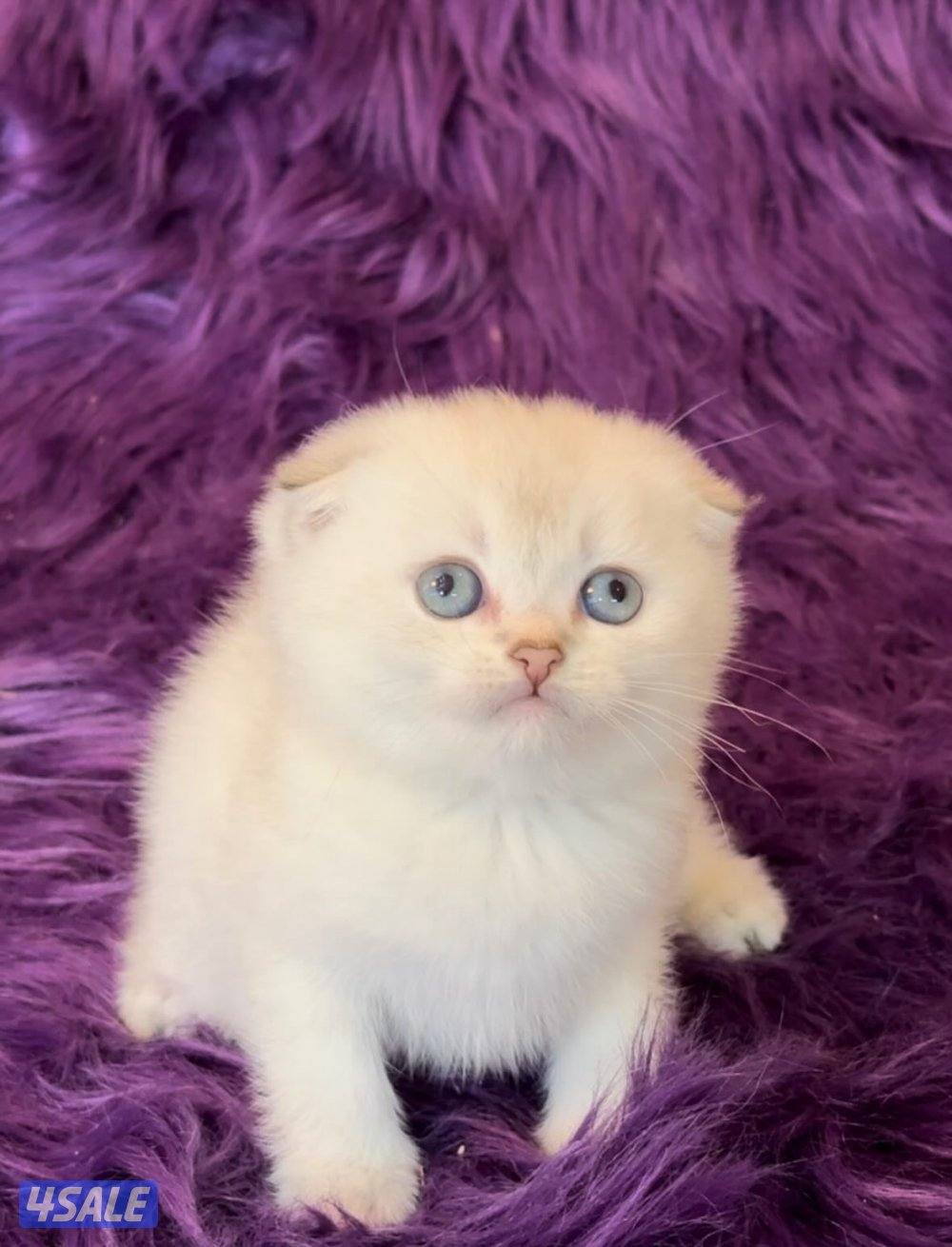 Scottish fold shorthair females0