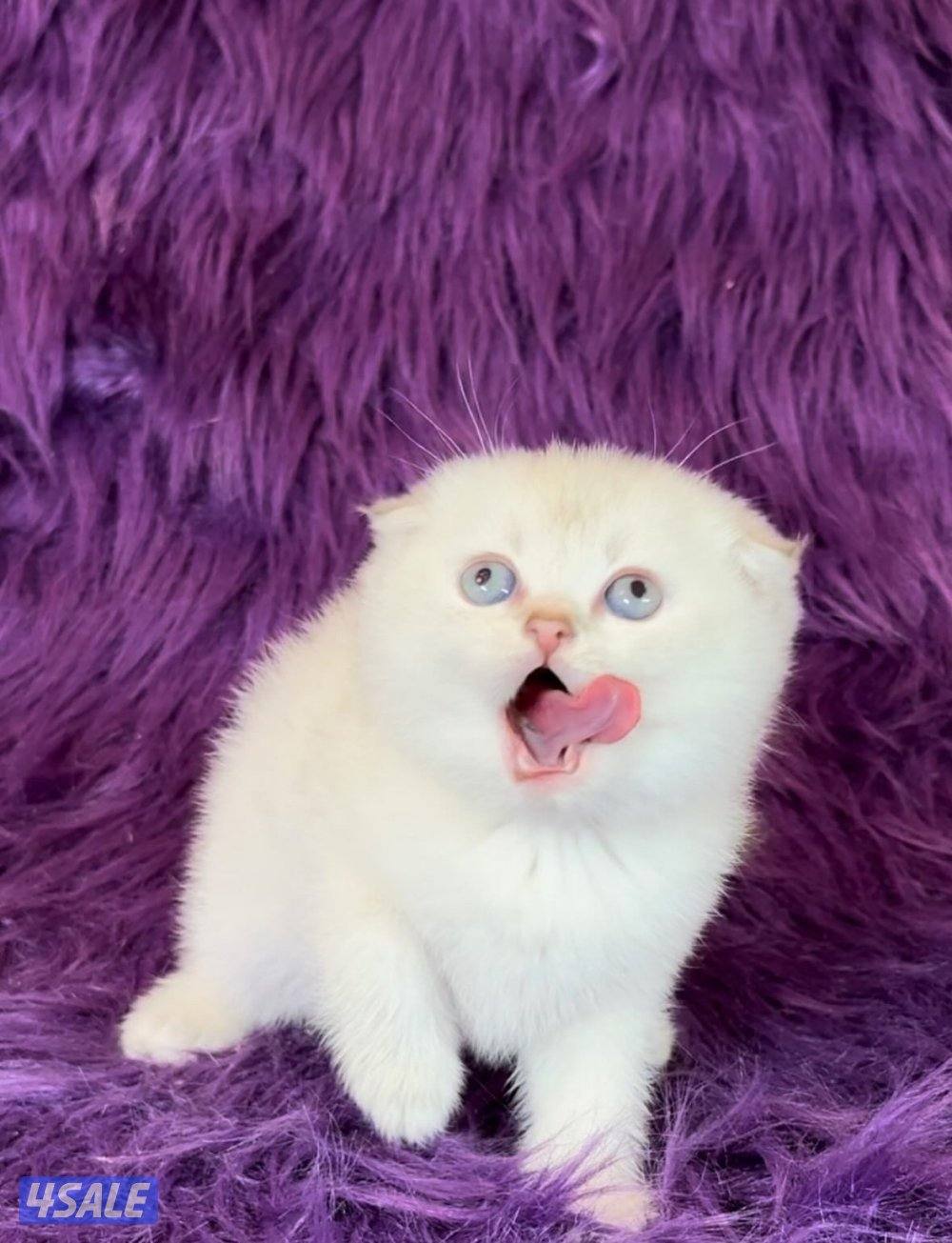 Scottish fold shorthair females3