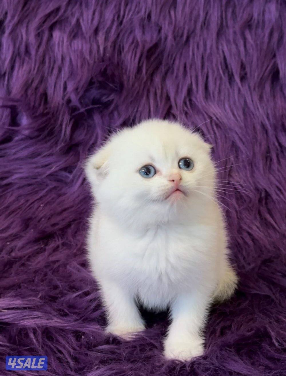Scottish fold shorthair females4
