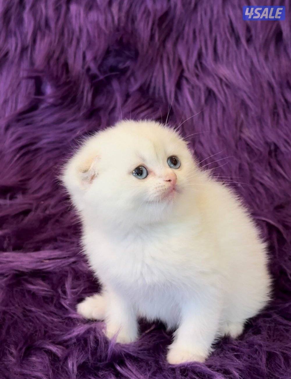 Scottish fold shorthair females6