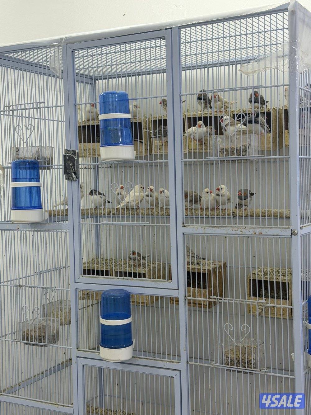 للبيع زيبرا 15 زوج وأكثر بدون القفص0