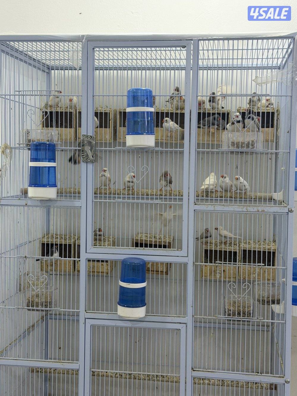 للبيع زيبرا 15 زوج وأكثر بدون القفص1