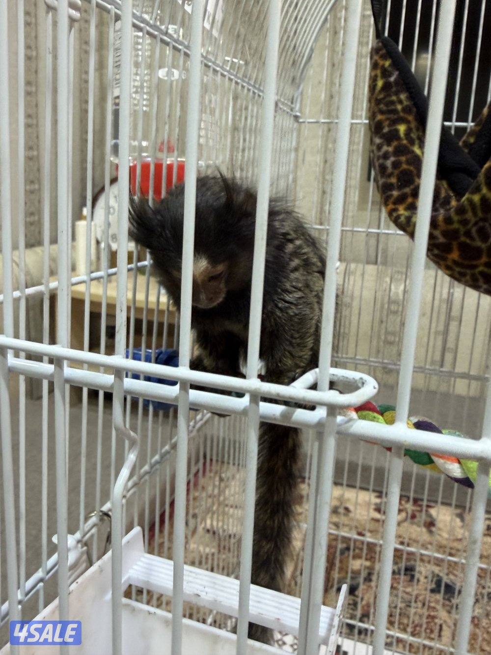 مارموسيت اليف0