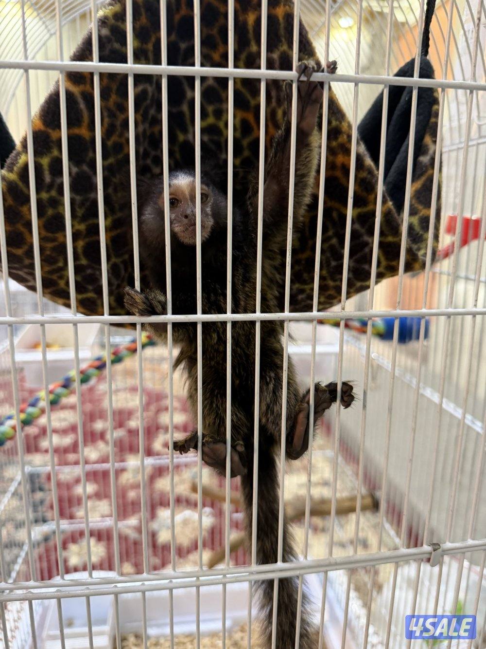 مارموسيت اليف1