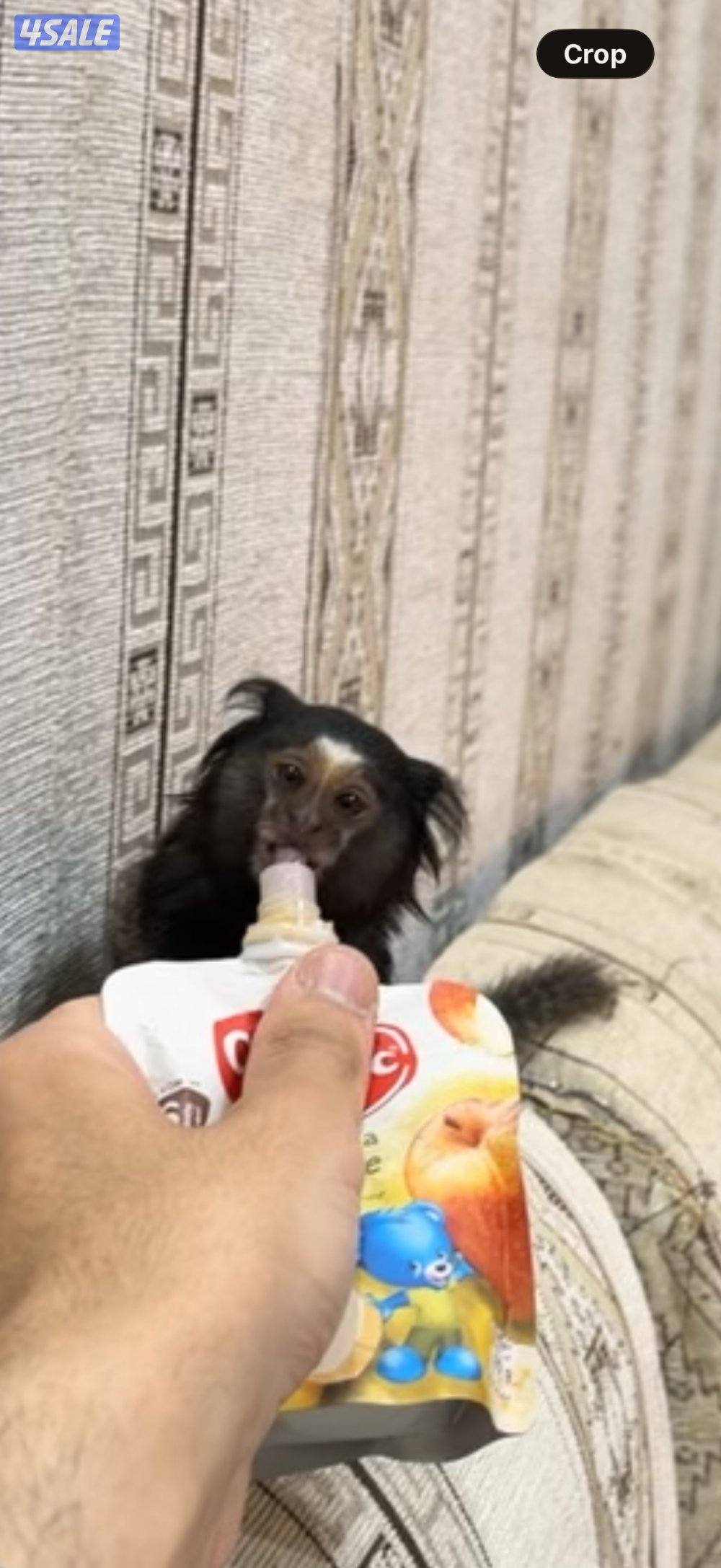 مارموسيت اليف2