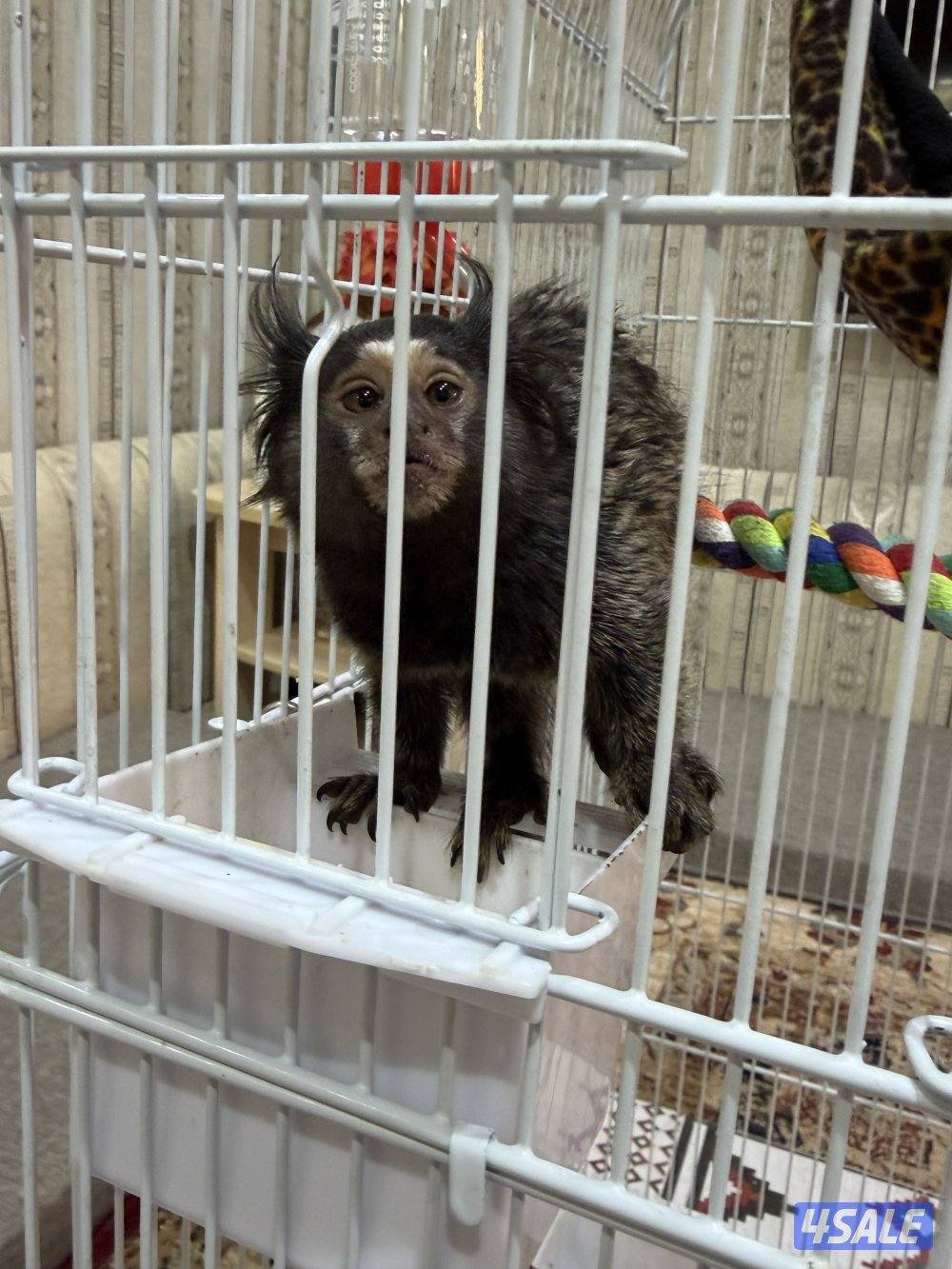 مارموسيت اليف3