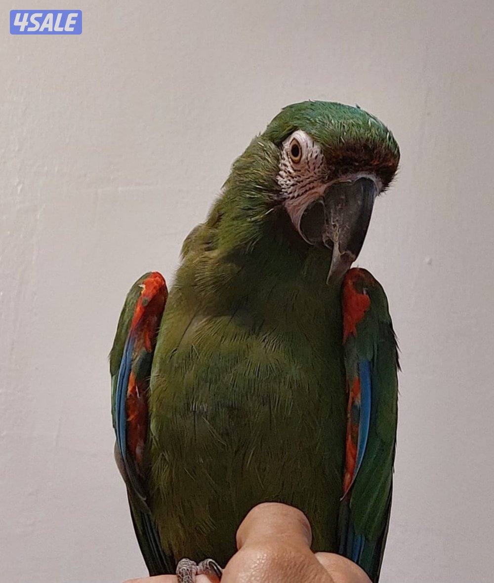 للبيع مكاو ربوه يتكلم0