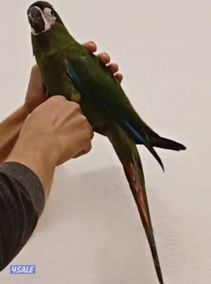 للبيع مكاو ربوه يتكلم2