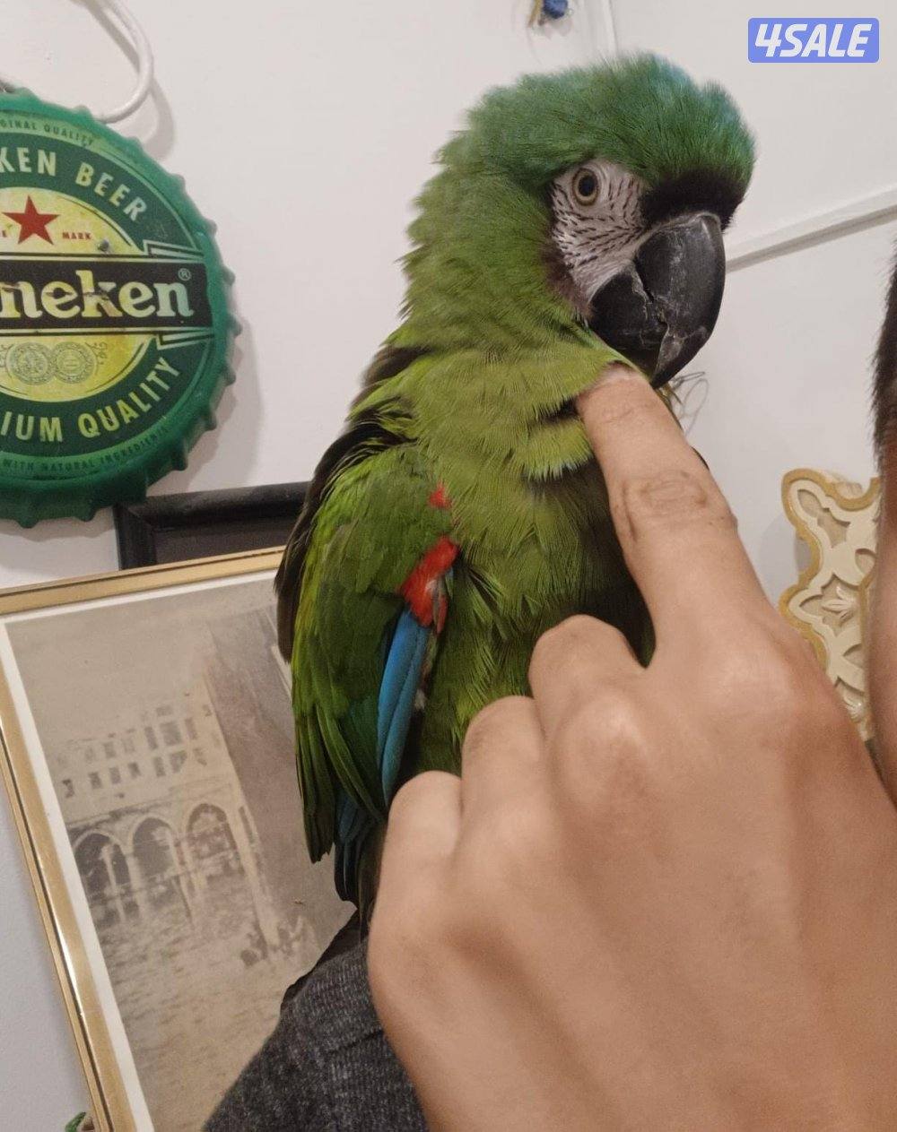 للبيع مكاو ربوه يتكلم3