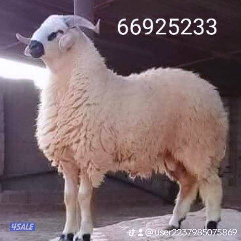 قصاب🐏ذبح  قصاب🐏جزار دبايح ماشيه مواشي للبيع  خدمة الذبح1