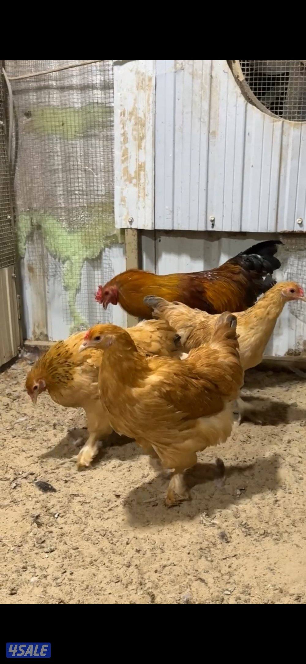 للبيع براهما امريكي عملاق0