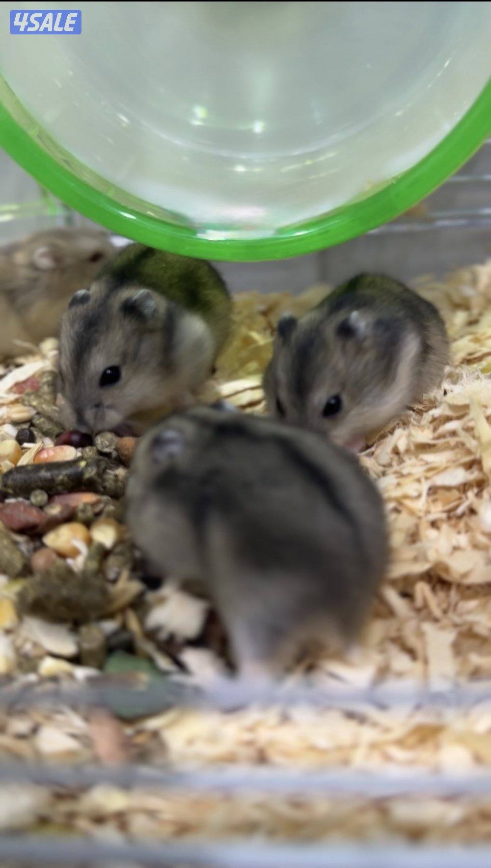 هامستر سوري & روسي 🐹💕 & Syrian Russian Hamster1