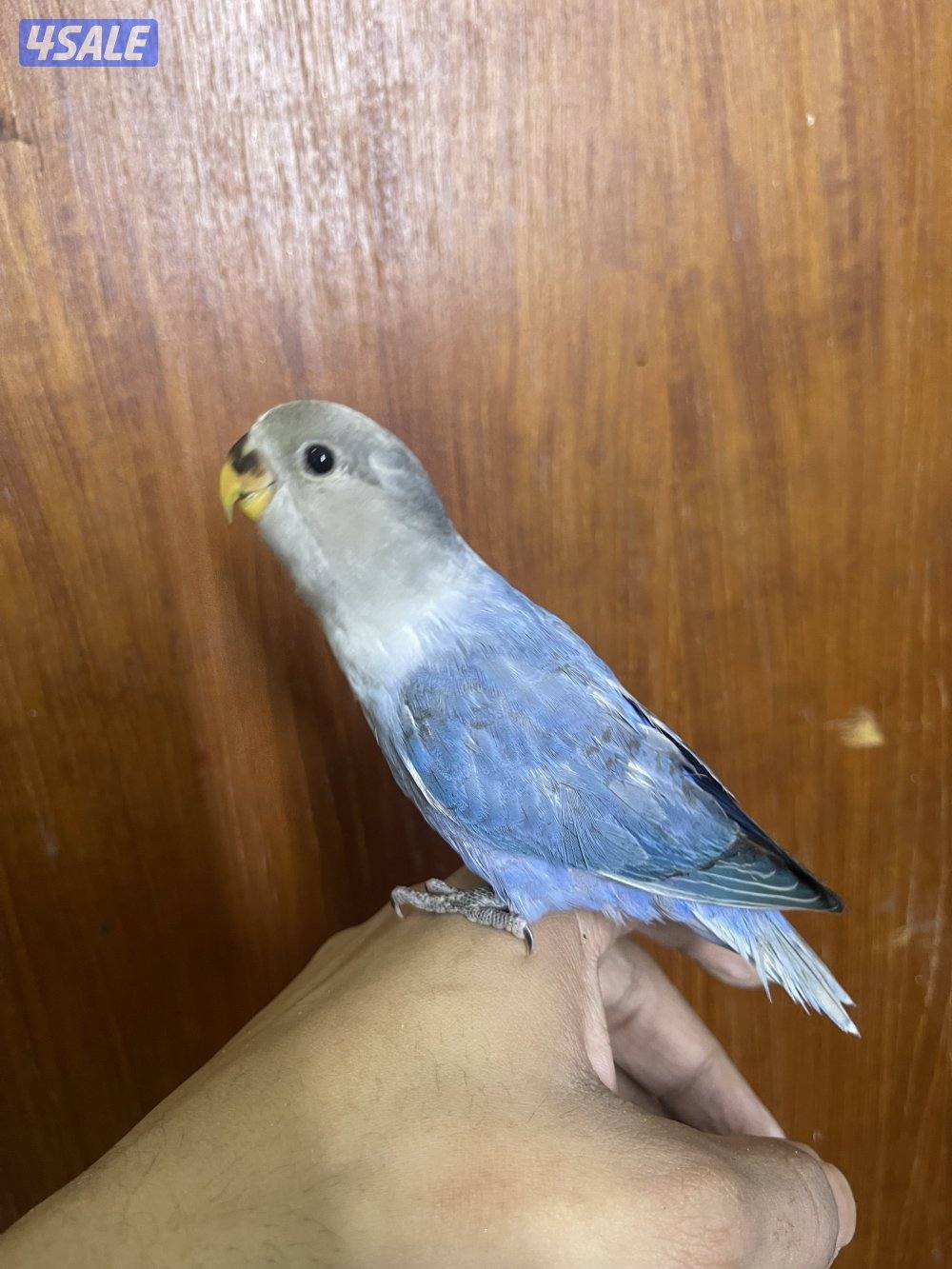 فرصة مميزة 3 فروخ روز أليفين وليس هدد ألوان نادرة وجاهزين للتربية1